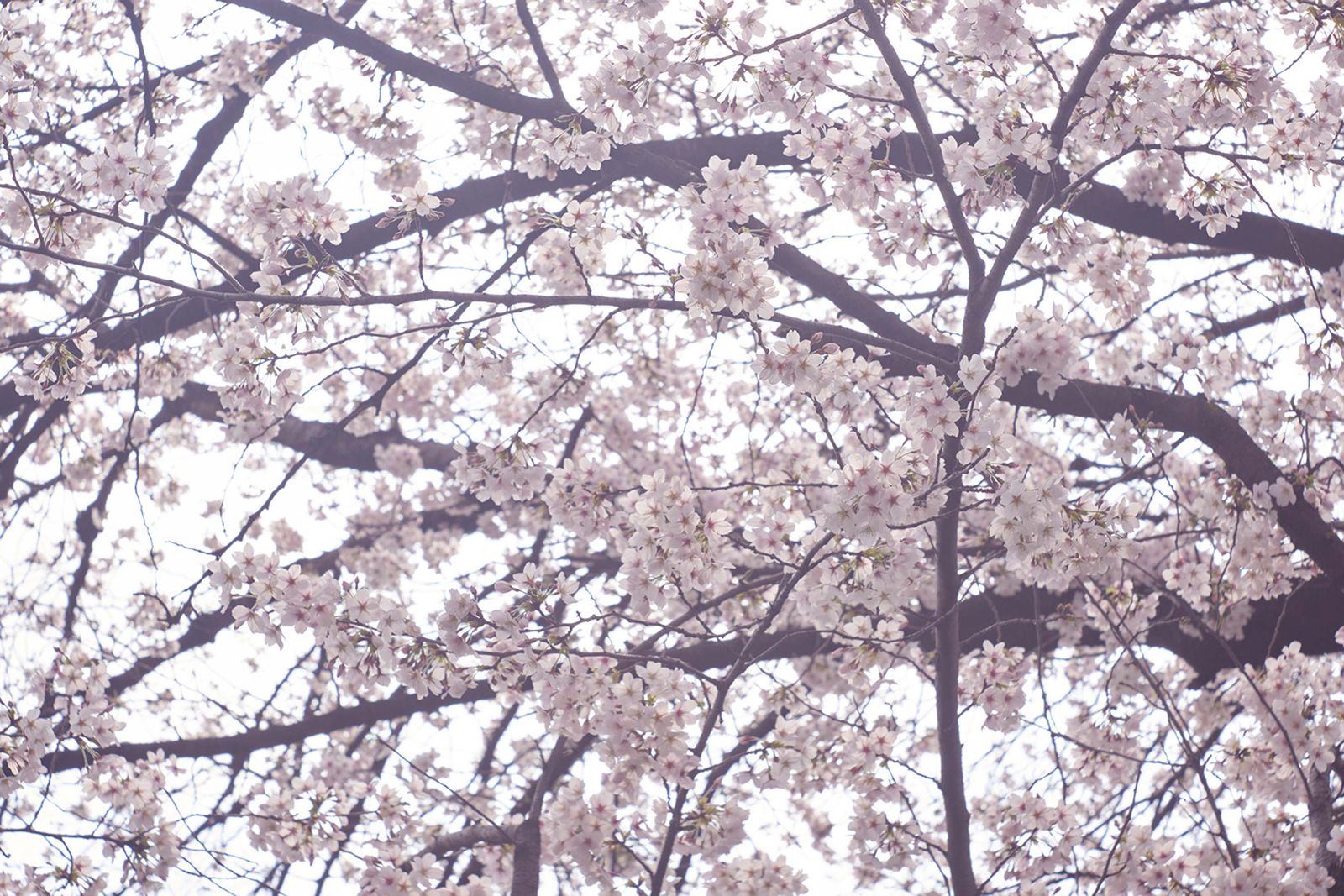 Pictures may contain floral plants and cherry blossoms