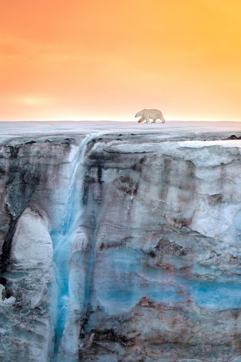 Image may contain animals, bears, mammals, wildlife, nature, outdoor scenery, ice, mountains and polar bears