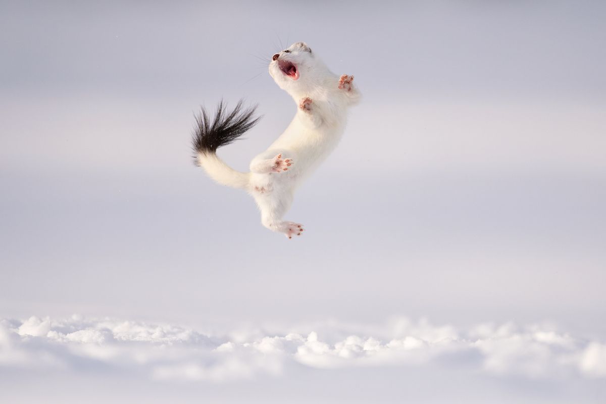 Images may contain animals, mammals, rats, rodents, wild animals and weasels