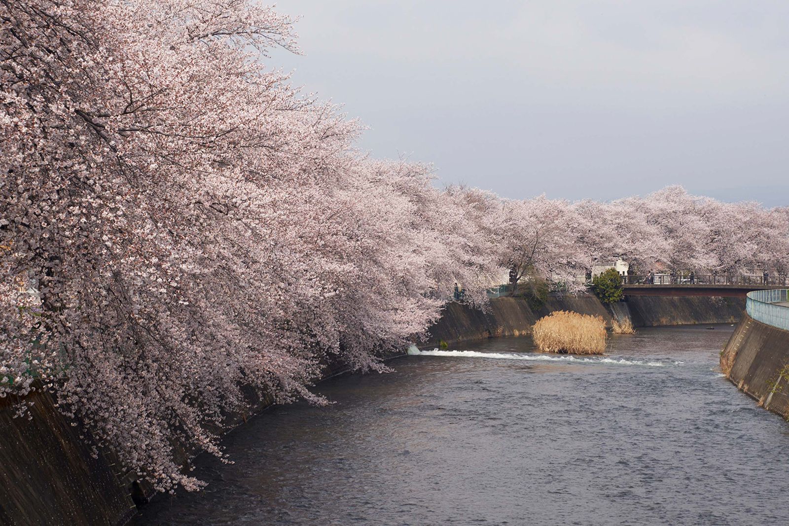 Pictures may contain floral plants and cherry blossoms
