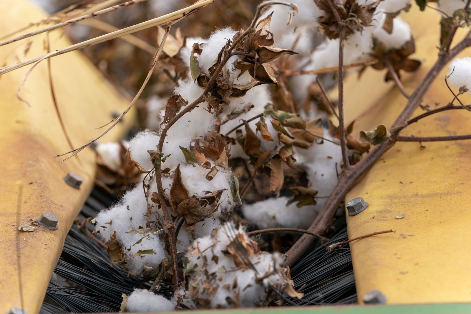 Image may contain cotton and plants