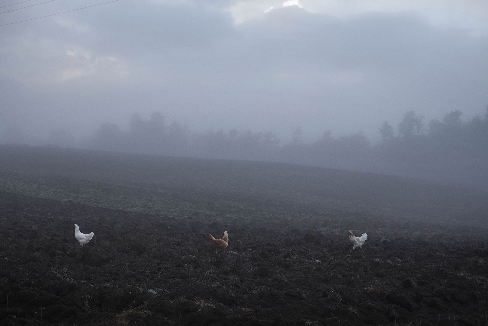 Image may contain soil, nature, outdoors, weather, land, animals, birds, chickens, poultry, plants, vegetation and woods