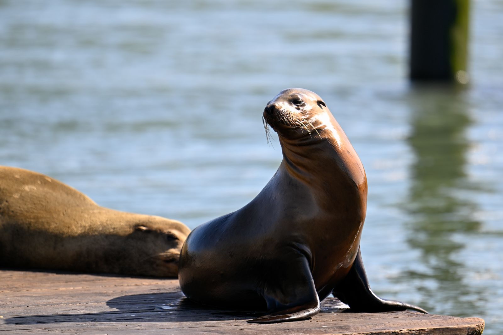 Image may contain animals, mammals, marine life, sea lions and seals