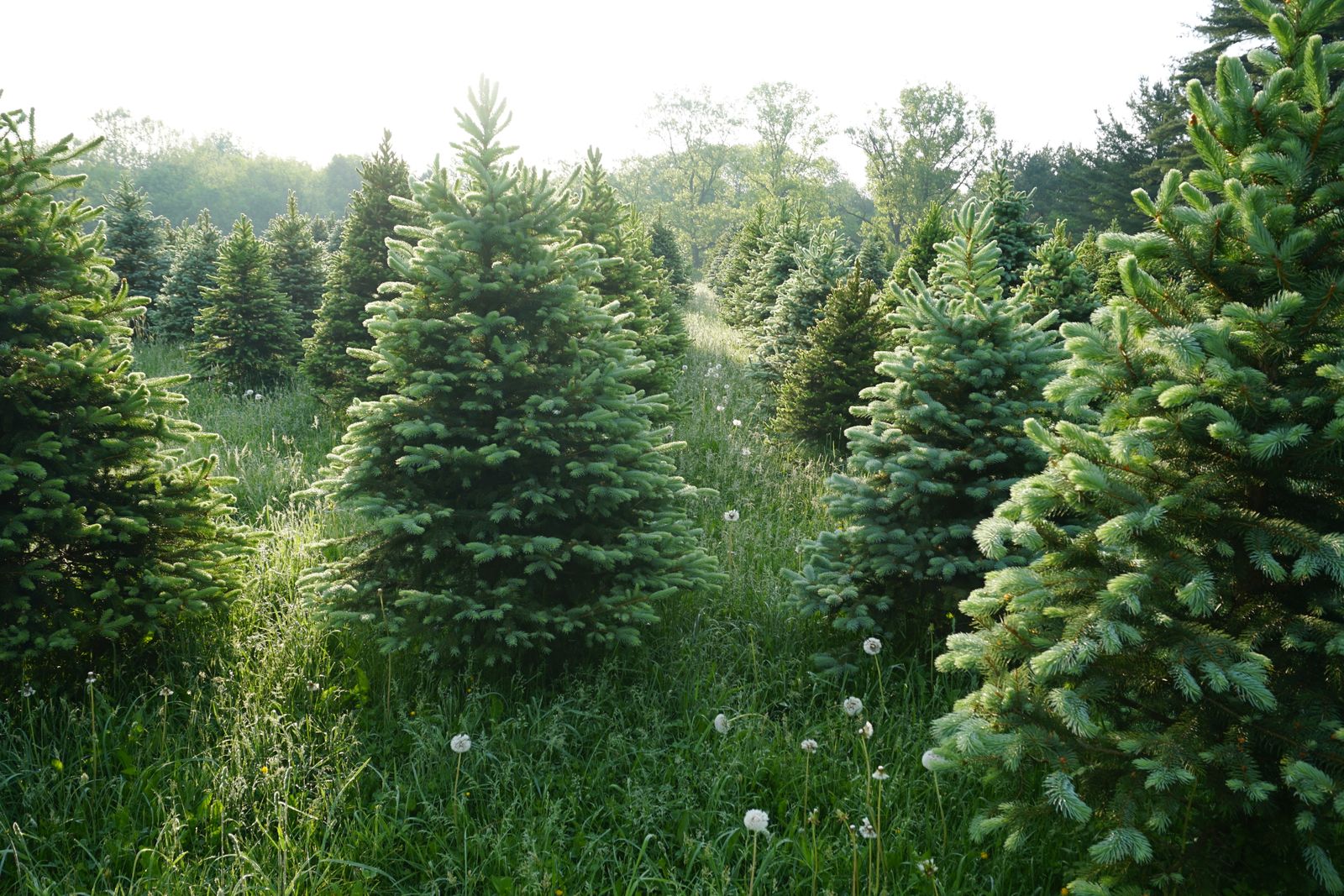 Image may contain vegetation, trees, Pine Fir vegetation and coniferous trees